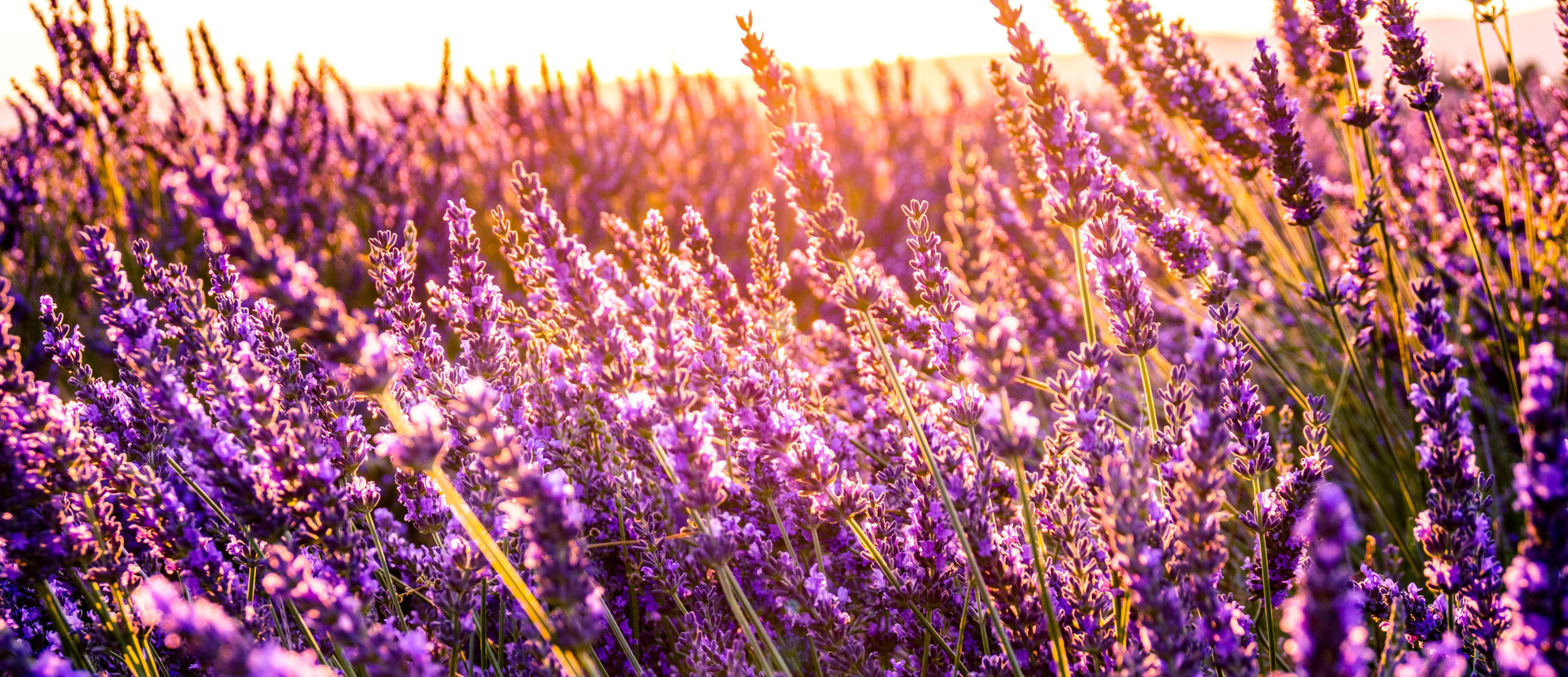 a field of lavender